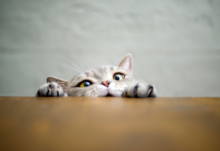 American Shorthair subiendo a la mesa