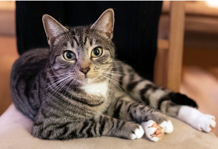 Chat American Shorthair au regard foudroyant.