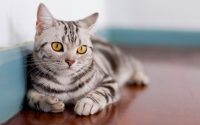 American Shorthair en premier plan