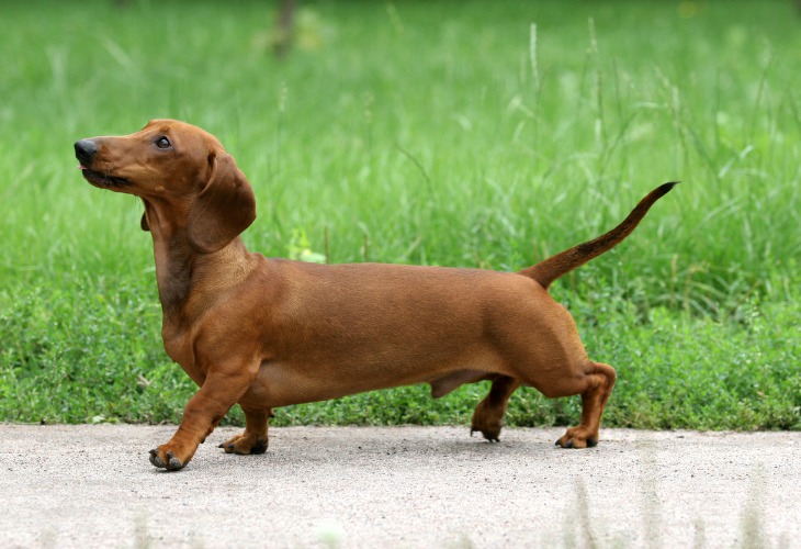 Chien Teckel marchant avec classe.