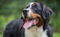 Chien Bouvier Bernois tirant la langue