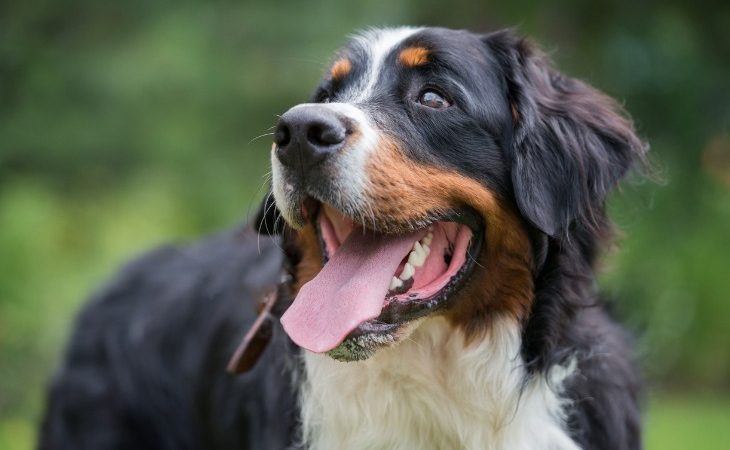 Chien Bouvier Bernois tirant la langue