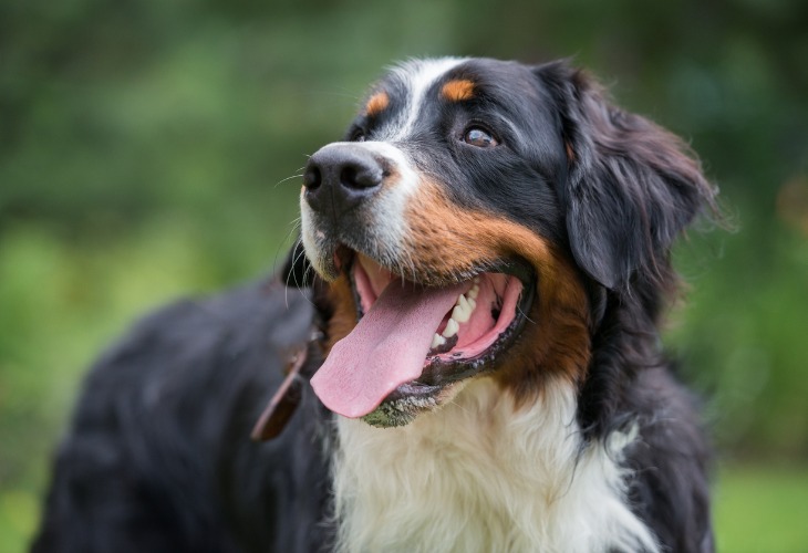 Bouvier Bernois Race De Chien Hello Animaux