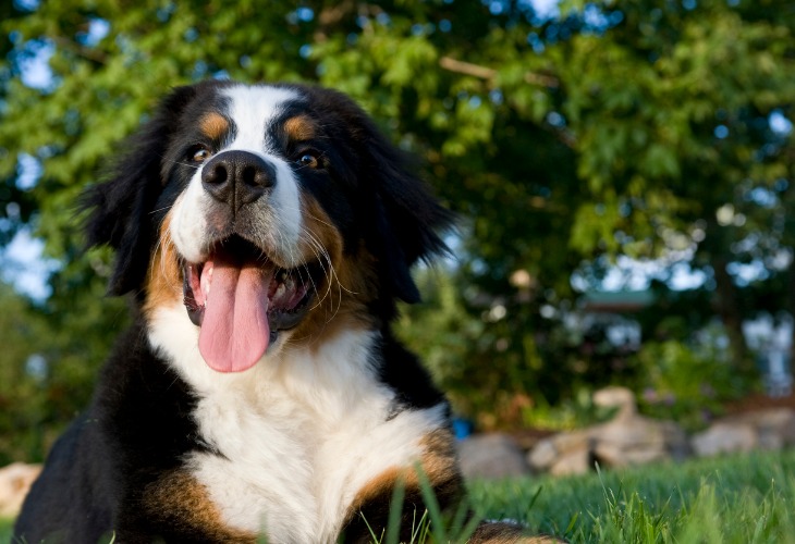 Chien Bouvier Bernois tirant la langue.