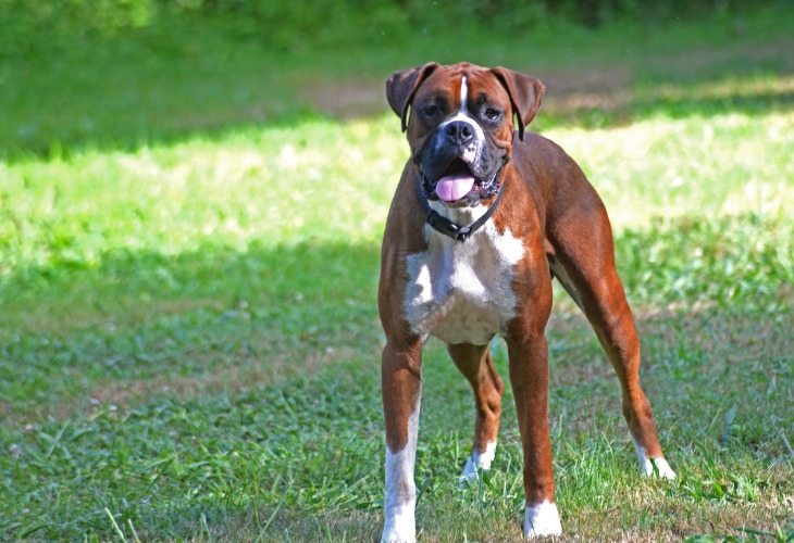 perro Boxer en la hierba.