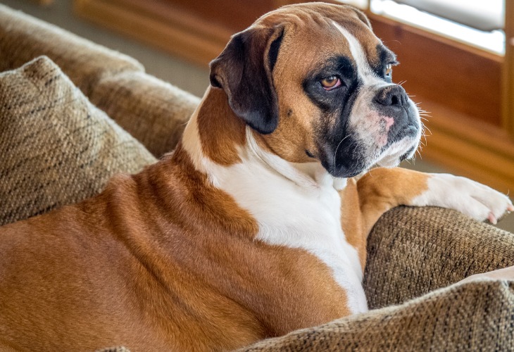 Boxer allongé sur le canapé