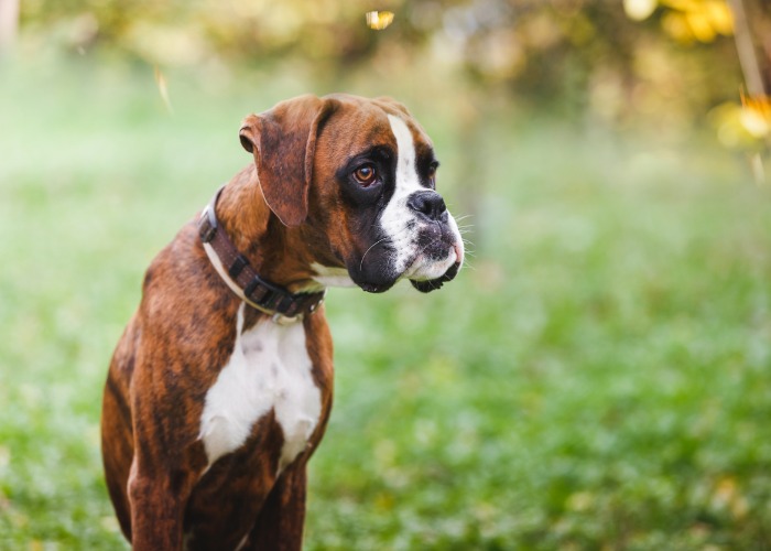 L'expression du Boxer à travers sa tête.