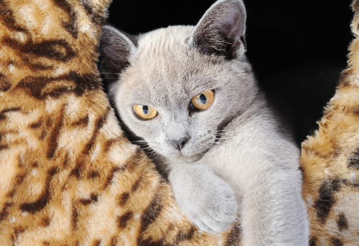 Chat Burmese à la robe bleue et aux yeux dorés.