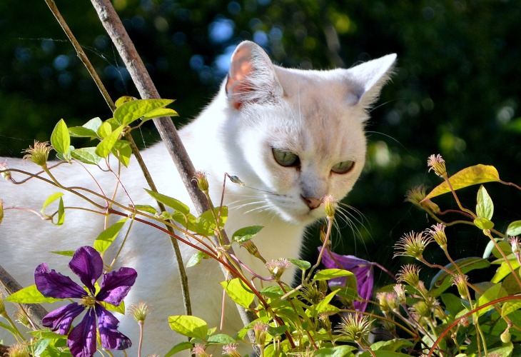 Burmilla regarde les jolies fleurs