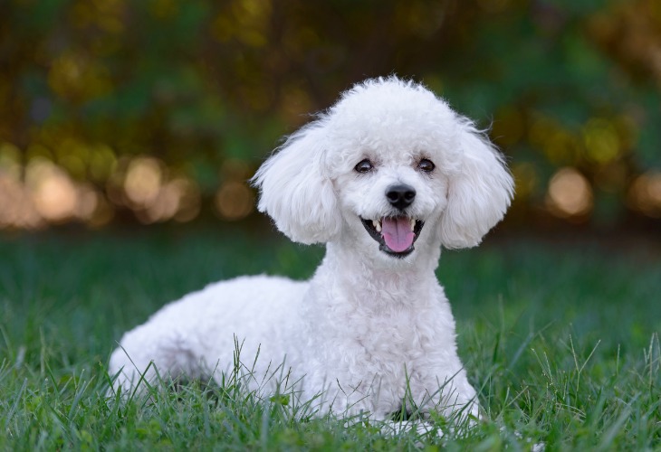 Caniche blanc allongé dans l'herbe.