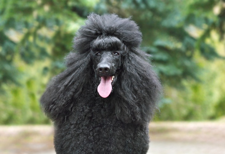 Portrait d'un Caniche noir à la langue pendue.