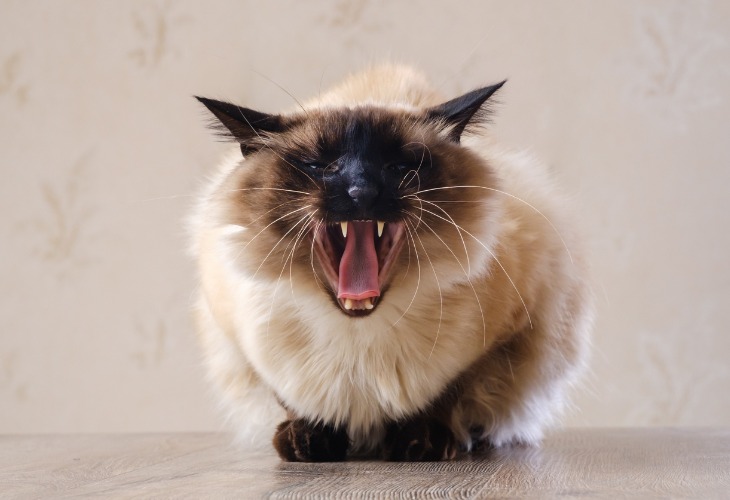Le chat en colère montre son caractère.
