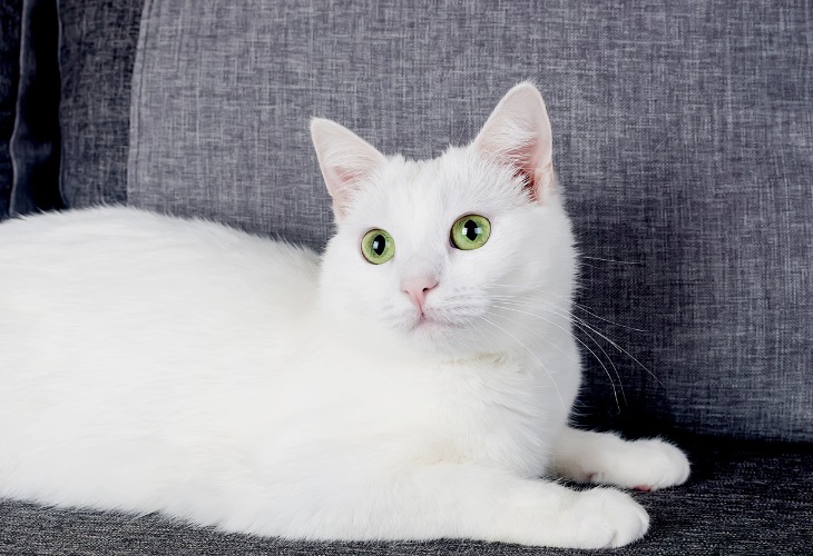 chat turc