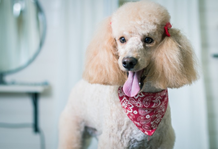 Portrait d'un chien Caniche crème avec un bandana rouge autour du cou.