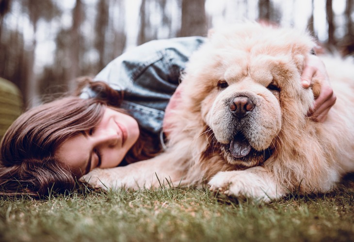 Chow Chow donne de l'affection à son maître.