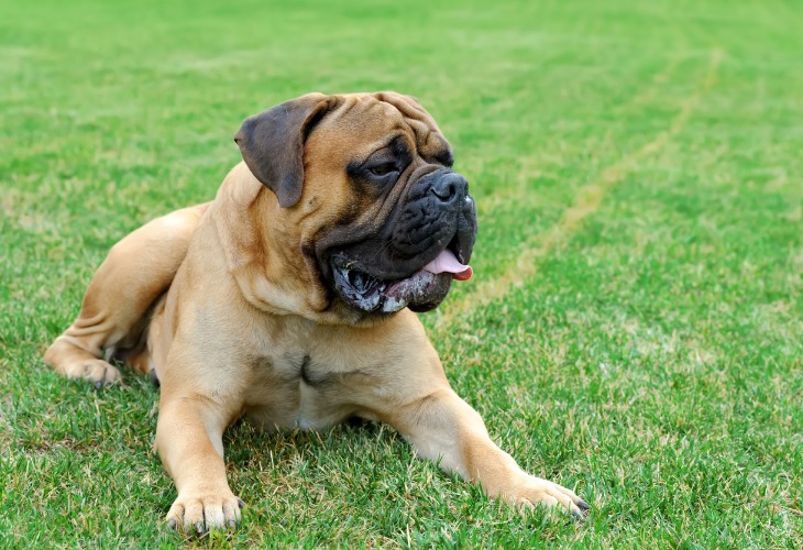 Chien Mastiff allongé dans l'herbe