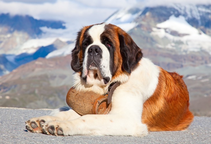 Saint-Bernard endormi dans les montagnes