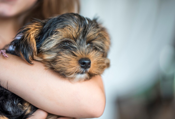 Chien Yorkshire dans les bras de son maître