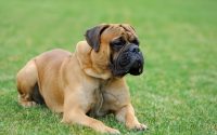 Chien Mastiff allongé dans l'herbe