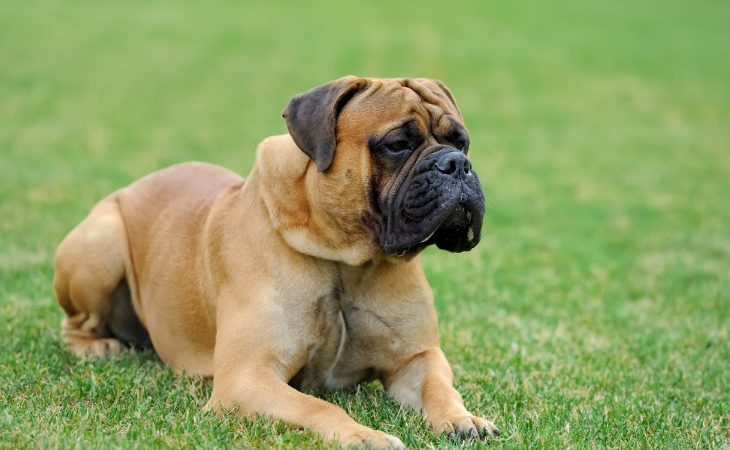 Chien Mastiff allongé dans l'herbe