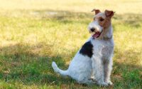 Fox Terrier dans l'herbe