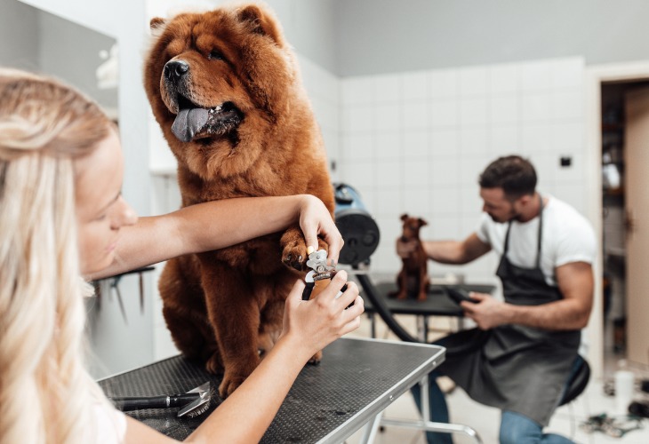 perro chow chow en la peluquería canina