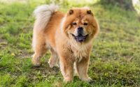 Chow Chow sur l'herbe