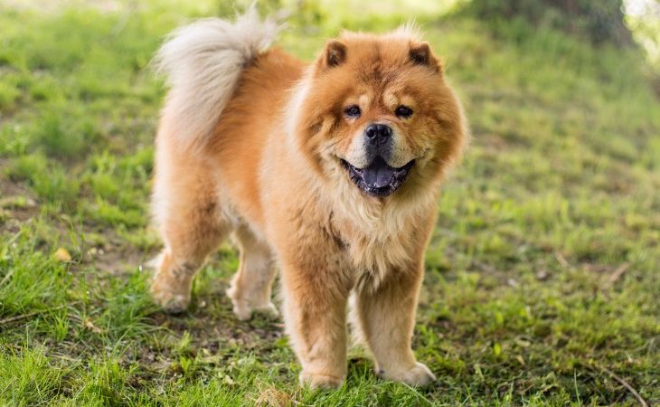 Chow Chow sur l'herbe