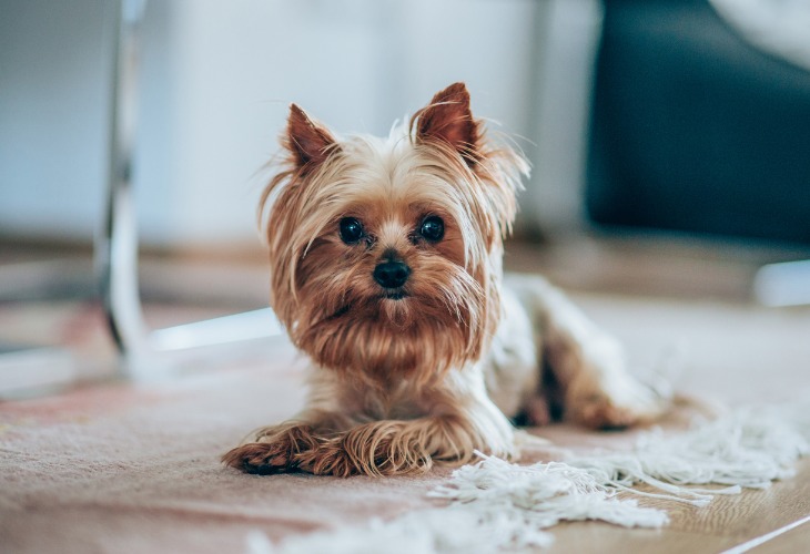 Chien Yorkshire sur son tapis