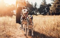 Deux chiens Dalmatien en promenade.