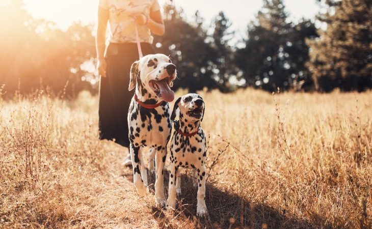 Deux chiens Dalmatien en promenade.