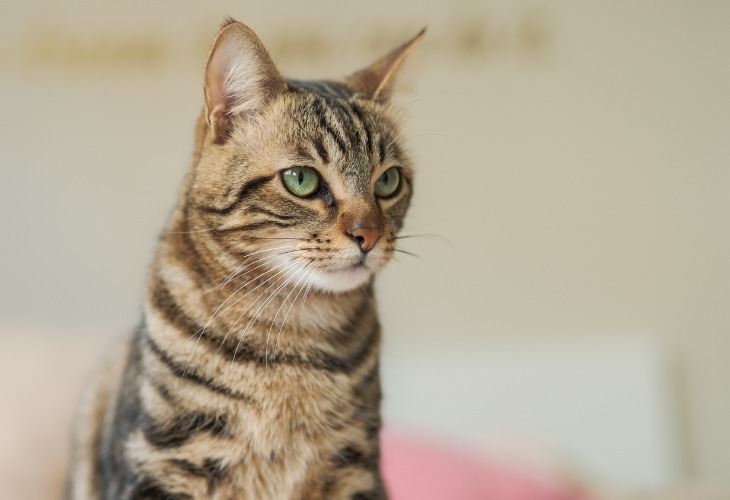 Chat européen au regard fort