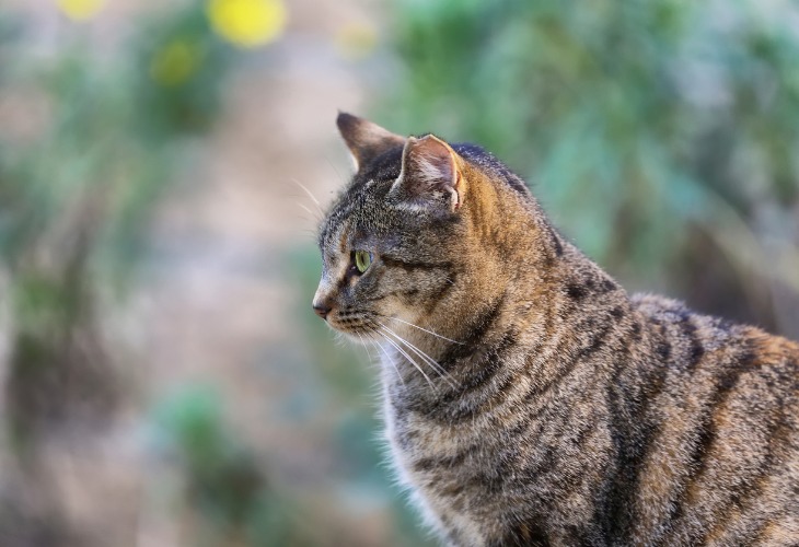 gato europeo preparado a cazar.