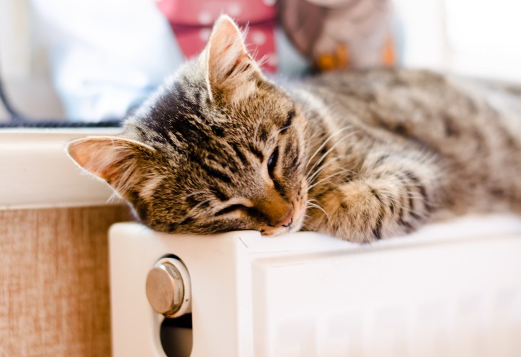 Europeen Race De Chat Hello Animaux