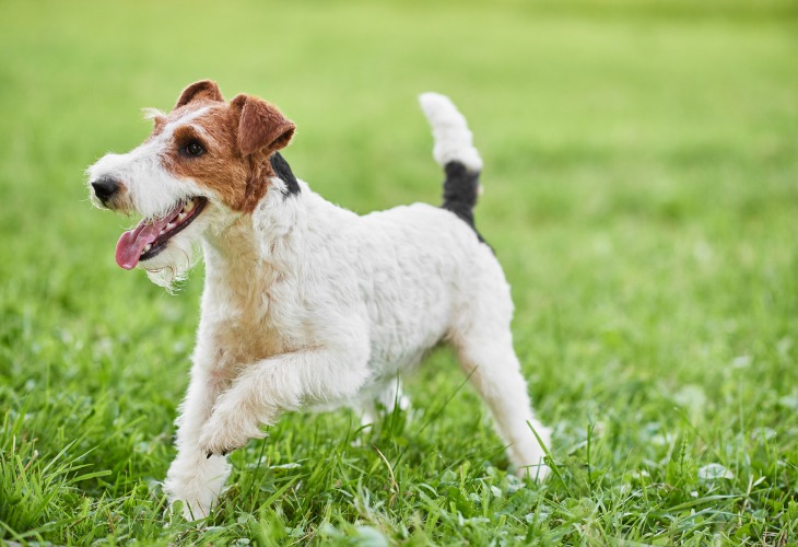 Fox Terrier feliz en la hierba.