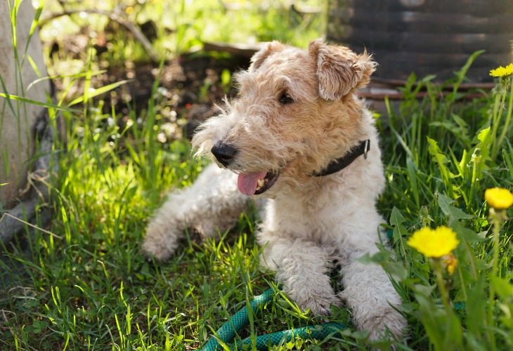 Fox Terrier cansado después de jugar.