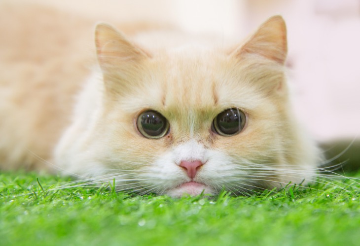 Chat Munchkin allongé sur de l'herbe