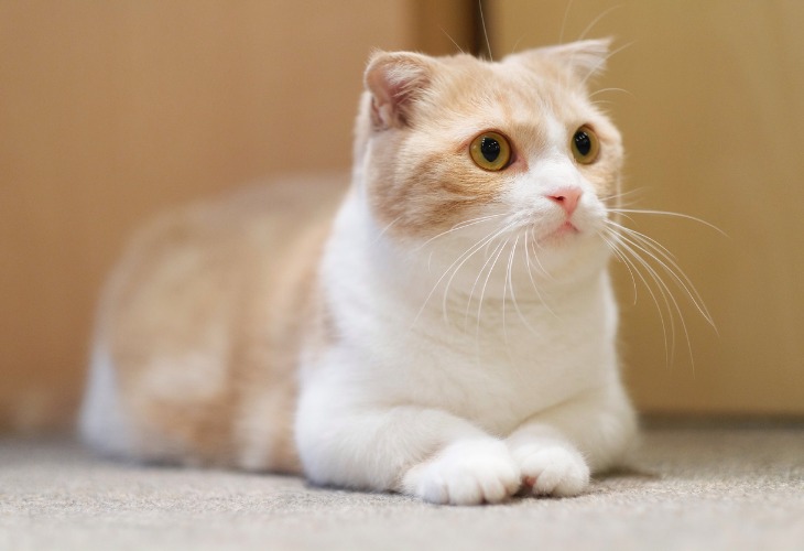 Munchkin Race De Chat Hello Animaux