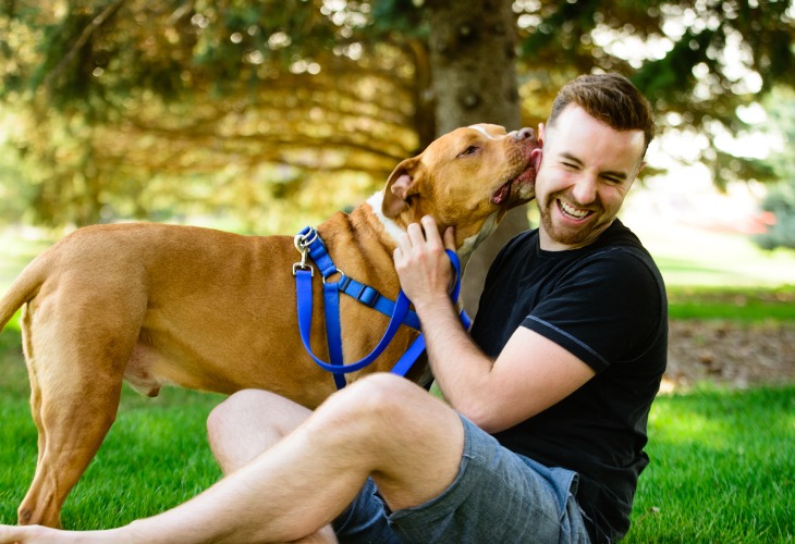 Chien Pitbull donnant de l'affection à son maître