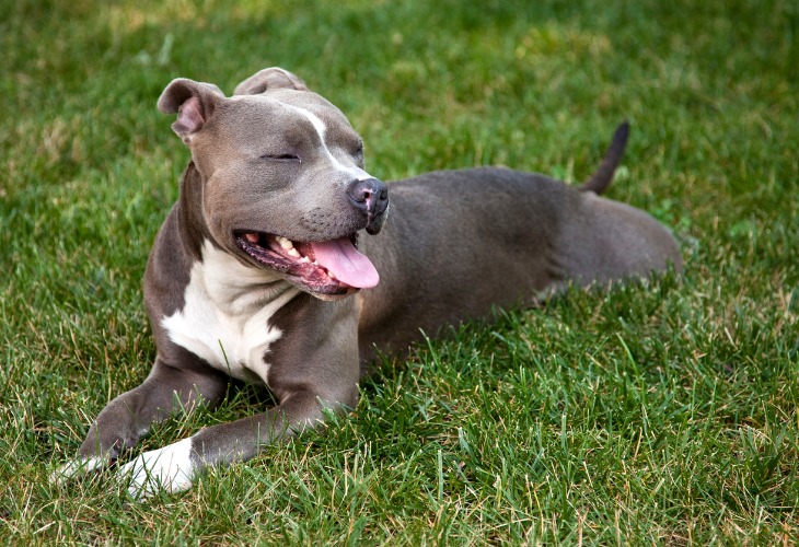 Pitbull au repos sur l'herbe.