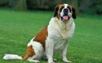 Chien Saint-Bernard dans l'herbe