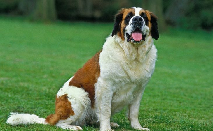 Chien Saint-Bernard dans l'herbe