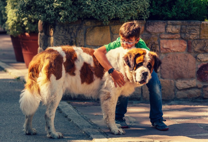 Chien Saint-Bernard donnat de l'affection à son maître