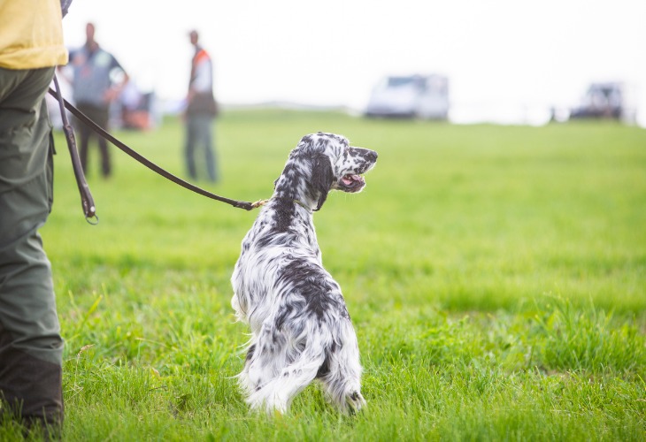 setter inglés de paseo