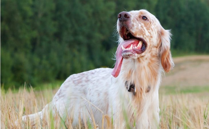 Setter Anglais dans le pré