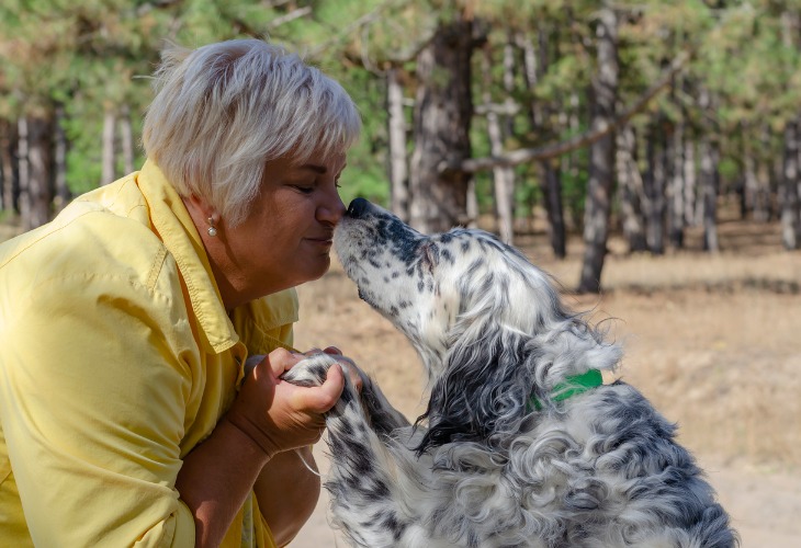 Setter anglais montrant de l'affection envers son maître.