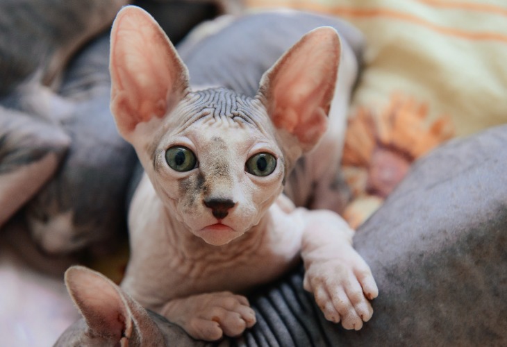 Le Sphynx couché sur un autre chien.