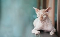 Sphynx regard troublant