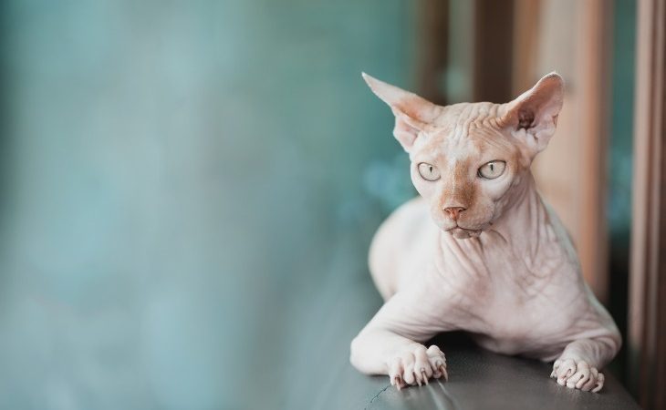 Sphynx regard troublant