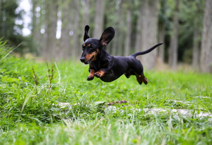 Teckel en pleine action de sport.